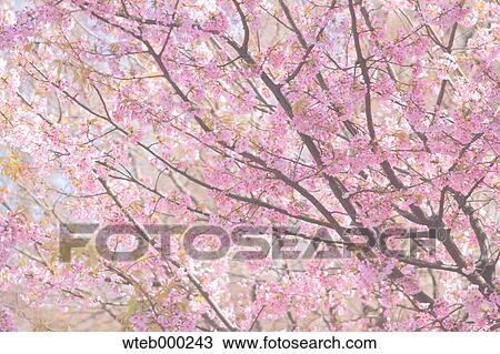 Stock Image - Cherry blossoms. Fotosearch