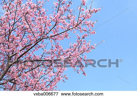 Cherry blossoms View Large Photo Image Stock Photo - Cherry blossoms. Fotosearch