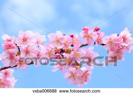 Stock Photo - Cherry blossoms. Fotosearch