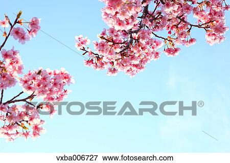 Cherry blossoms View Large Photo Image Stock Photo - Cherry blossoms. Fotosearch