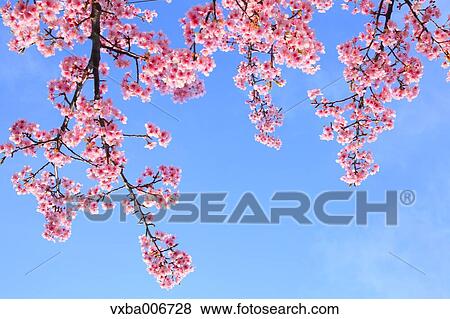 Cherry blossoms View Large Photo Image Stock Photo - Cherry blossoms. Fotosearch