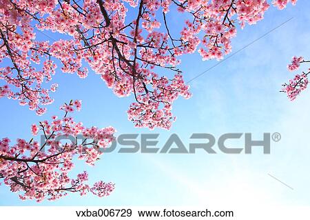 Stock Photo - Cherry blossoms. Fotosearch