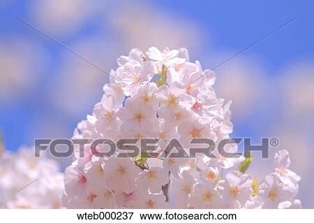 Cherry blossoms View Large Photo Image Stock Photo - Cherry blossoms. Fotosearch