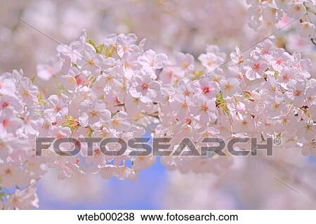Cherry blossoms View Large Photo Image Stock Photo - Cherry blossoms. Fotosearch