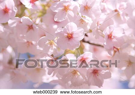 Cherry blossoms View Large Photo Image Stock Photo - Cherry blossoms. Fotosearch