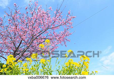 Cherry blossoms View Large Photo Image Stock Photograph - Cherry blossoms. Fotosearch