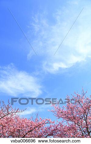 Cherry blossoms View Large Photo Image Stock Photograph - Cherry blossoms. Fotosearch