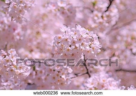 Cherry blossoms View Large Photo Image Stock Photograph - Cherry blossoms. Fotosearch
