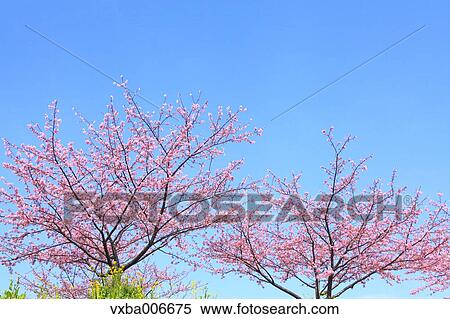 Cherry blossoms View Large Photo Image Stock Photography - Cherry blossoms. Fotosearch