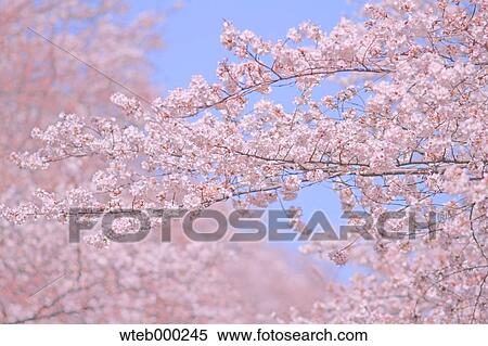 Cherry blossoms View Large Photo Image Stock Photography - Cherry blossoms. Fotosearch
