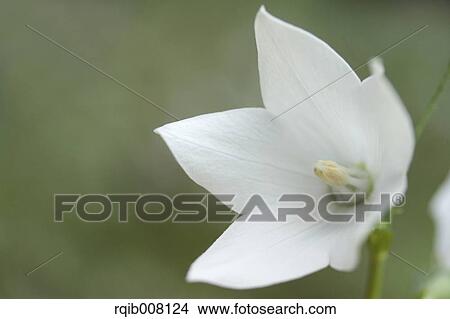 Picture - Chinese Bellflower. Fotosearch