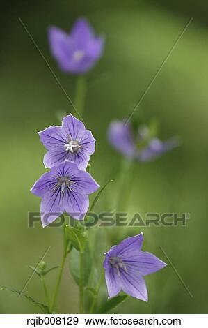 Chinese Bellflower View Large Photo Image Stock Photo - Chinese Bellflower. Fotosearch