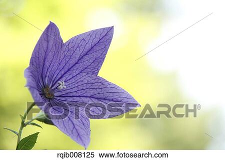Stock Photography - Chinese Bellflower. Fotosearch