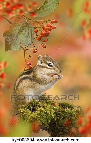 Picture - Chipmunk. Fotosearch