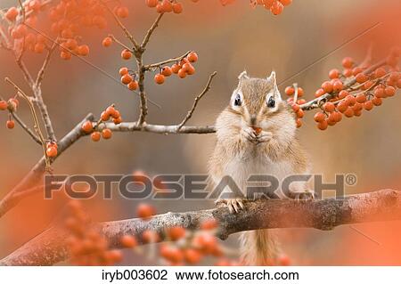 Chipmunk View Large Photo Image Stock Image - Chipmunk. Fotosearch