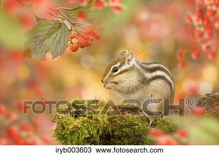 Chipmunk View Large Photo Image Stock Image - Chipmunk. Fotosearch