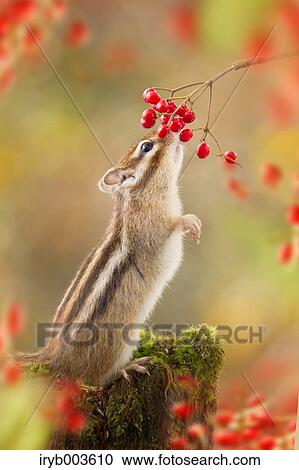 Chipmunk View Large Photo Image Stock Image - Chipmunk. Fotosearch