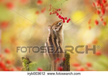 Chipmunk View Large Photo Image Stock Image - Chipmunk. Fotosearch