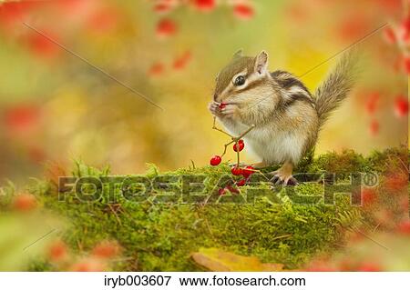 Stock Photo - Chipmunk. Fotosearch