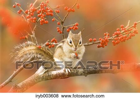 Chipmunk View Large Photo Image Stock Photo - Chipmunk. Fotosearch