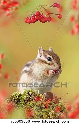 Chipmunk View Large Photo Image Stock Photograph - Chipmunk. Fotosearch