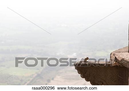 Stock Photograph - Chipmunk. Fotosearch