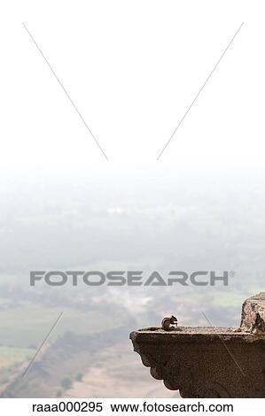 Chipmunk View Large Photo Image Stock Photography - Chipmunk. Fotosearch