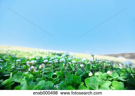 Clover field View Large Photo Image Stock Photo - Clover field. Fotosearch