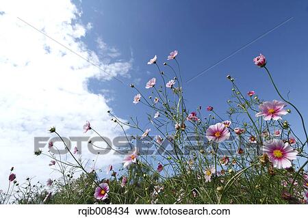 Picture - Cosmos. Fotosearch
