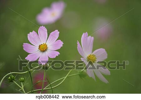 Stock Image - Cosmos. Fotosearch