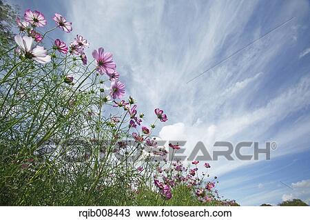 Cosmos View Large Photo Image Stock Image - Cosmos. Fotosearch