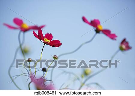 Cosmos View Large Photo Image Stock Image - Cosmos. Fotosearch