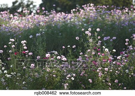 Stock Image - Cosmos. Fotosearch