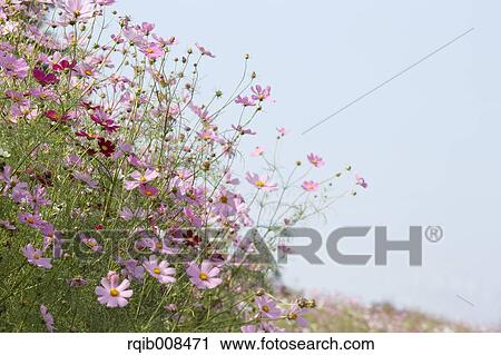 Stock Image - Cosmos. Fotosearch