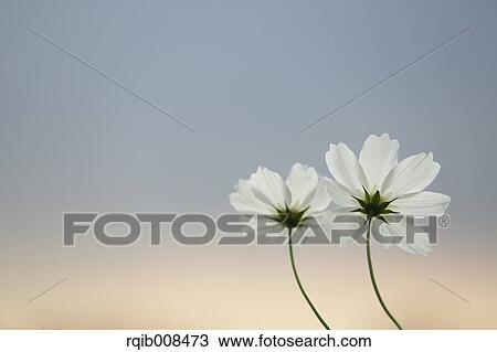 Stock Image - Cosmos. Fotosearch