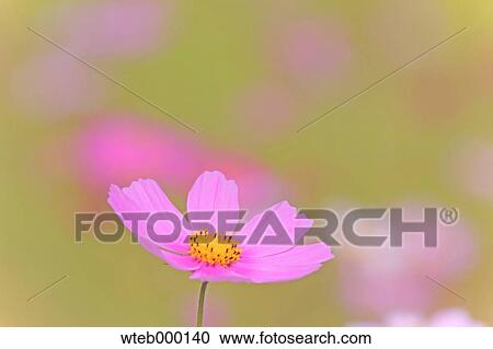 Cosmos View Large Photo Image Stock Image - Cosmos. Fotosearch