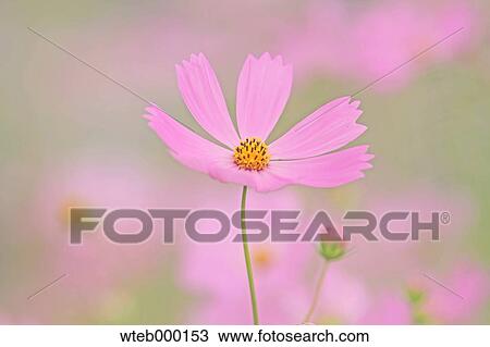 Cosmos View Large Photo Image Stock Image - Cosmos. Fotosearch