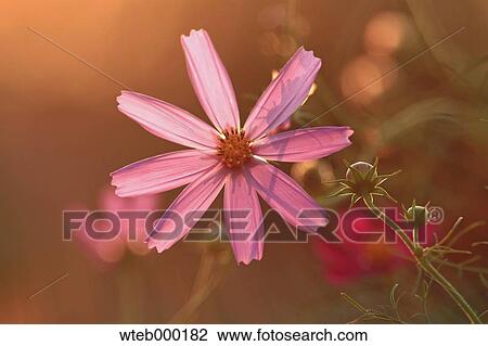 Cosmos View Large Photo Image Stock Image - Cosmos. Fotosearch