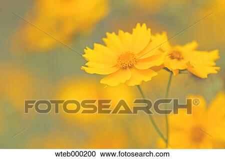 Stock Image - Cosmos. Fotosearch