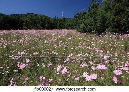 Cosmos View Large Photo Image Stock Photo - Cosmos. Fotosearch