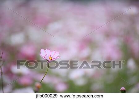 Cosmos View Large Photo Image Stock Photo - Cosmos. Fotosearch