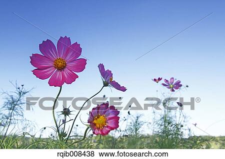 Stock Photo - Cosmos. Fotosearch