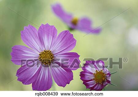 Stock Photo - Cosmos. Fotosearch