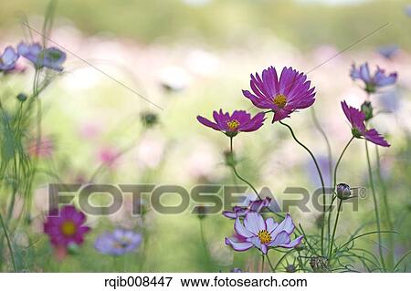 Cosmos View Large Photo Image Stock Photo - Cosmos. Fotosearch