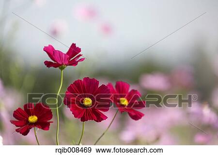 Cosmos View Large Photo Image Stock Photo - Cosmos. Fotosearch
