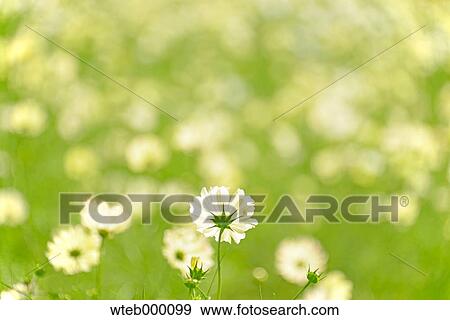 Cosmos View Large Photo Image Stock Photo - Cosmos. Fotosearch