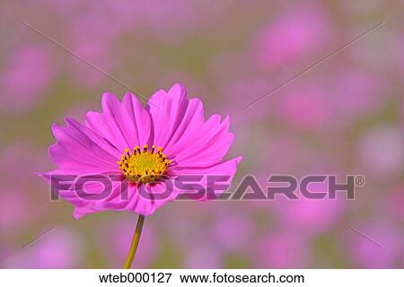 Cosmos View Large Photo Image Stock Photo - Cosmos. Fotosearch