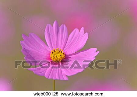 Stock Photo - Cosmos. Fotosearch