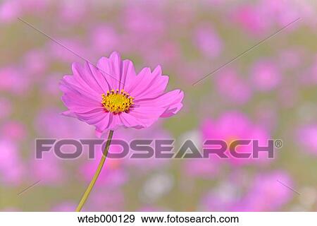 Cosmos View Large Photo Image Stock Photo - Cosmos. Fotosearch