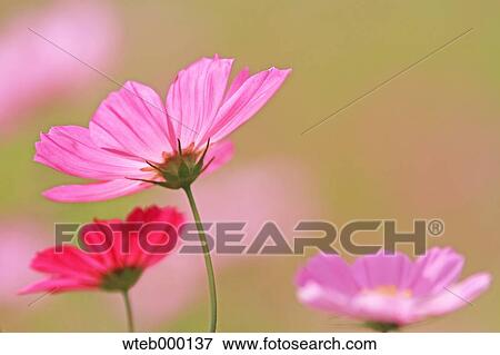 Cosmos View Large Photo Image Stock Photo - Cosmos. Fotosearch